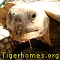 TORTUGA's Avatar