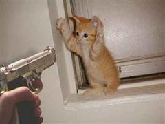 haga41cat's Avatar